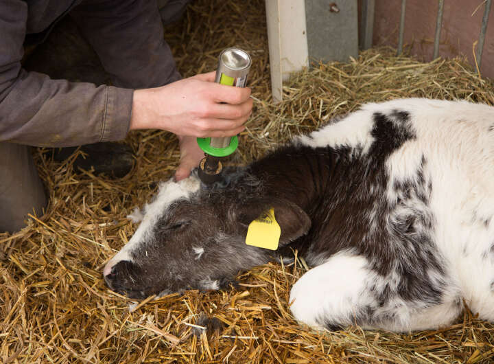 KERBL Gasenthorner GasBuddex